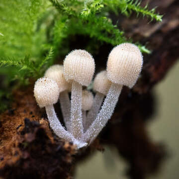 Image of Coprinellus disseminatus (Pers.) J. E. Lange 1938