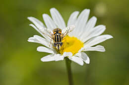 Image of Helophilus trivittatus (Fabricius 1805)