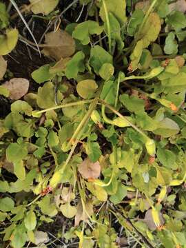 Image of Japanese nipplewort