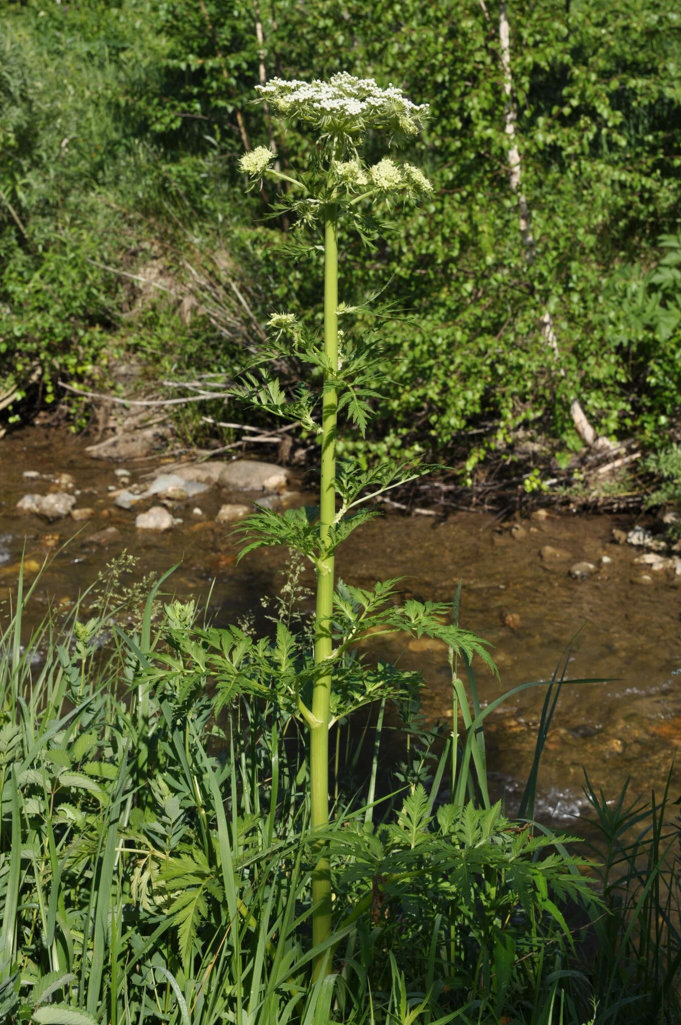 Image of Pleurospermum uralense Hoffm.