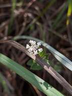 Image of small-leaf squarestem