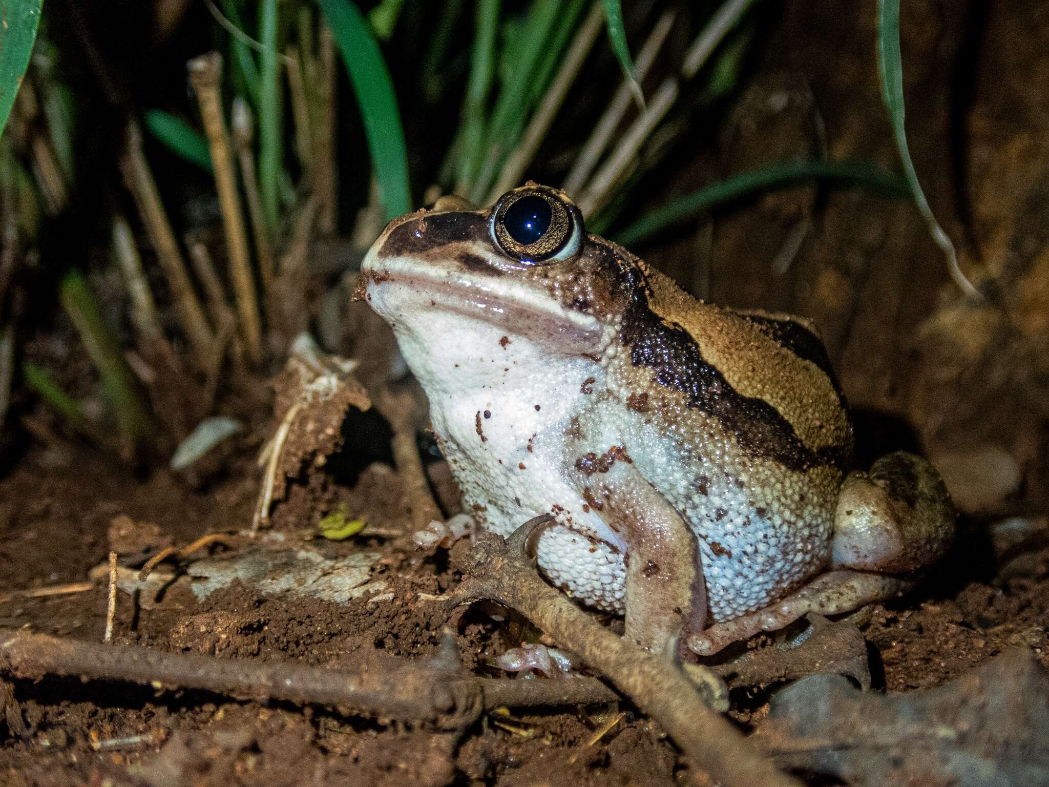 Image of Mozambique tree frog