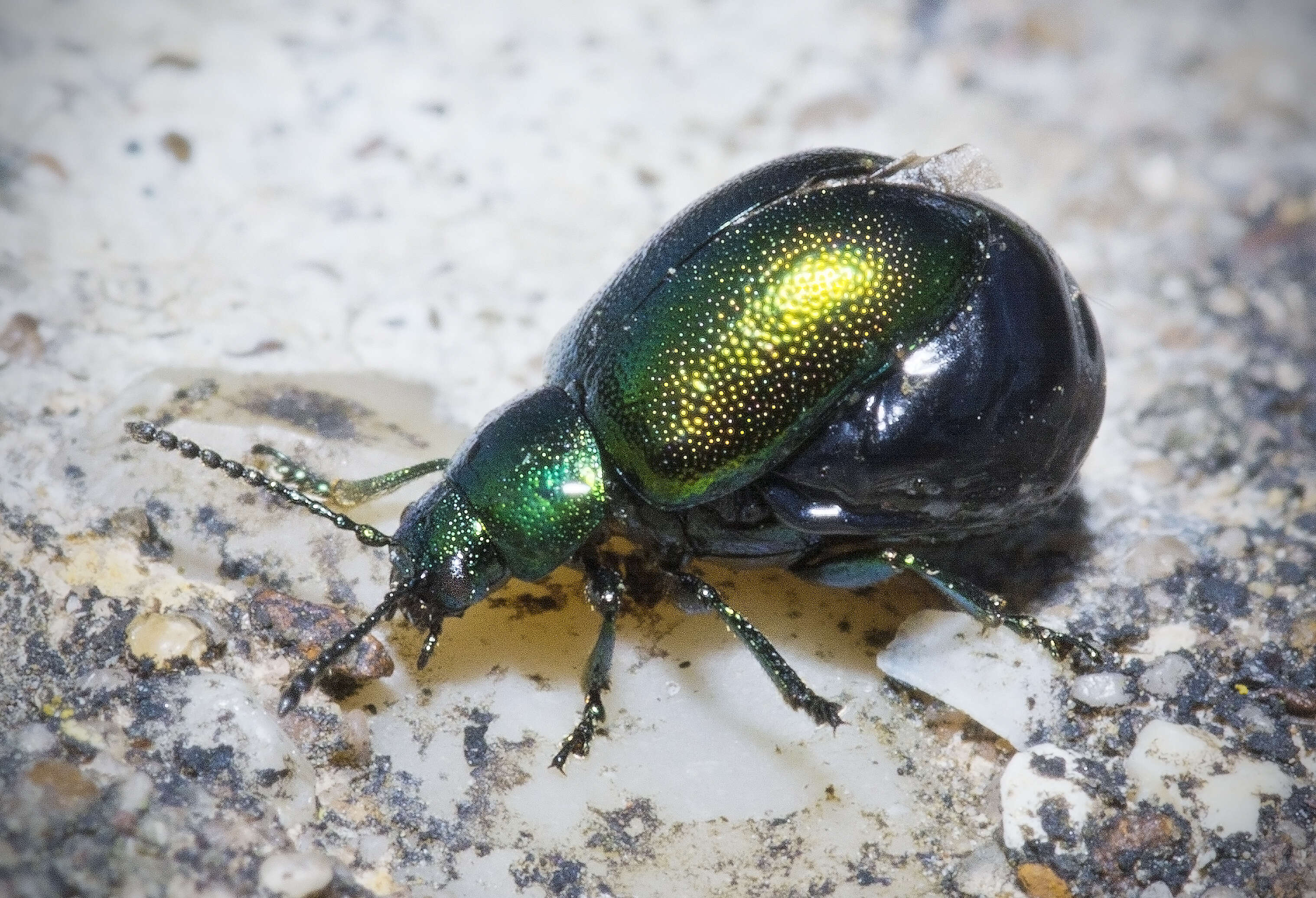 Image of Gastrophysa viridula