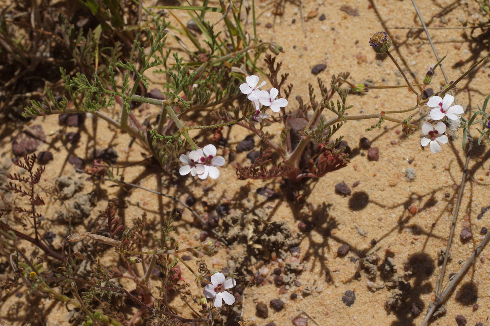 Image of Pelargonium senecioides L'Her.