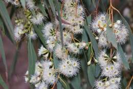 Eucalyptus melliodora A. Cunn. ex Schauer resmi