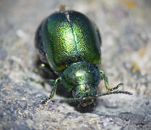 Image of Gastrophysa viridula