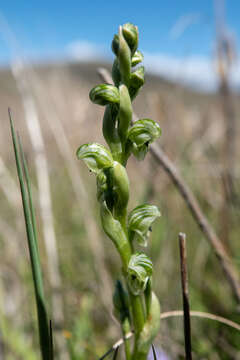 Image of Alpine swan greenhood