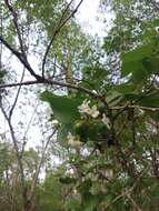 Image of Cordia truncatifolia Bartlett