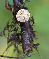 Image of Marasmius rotula (Scop.) Fr. 1838