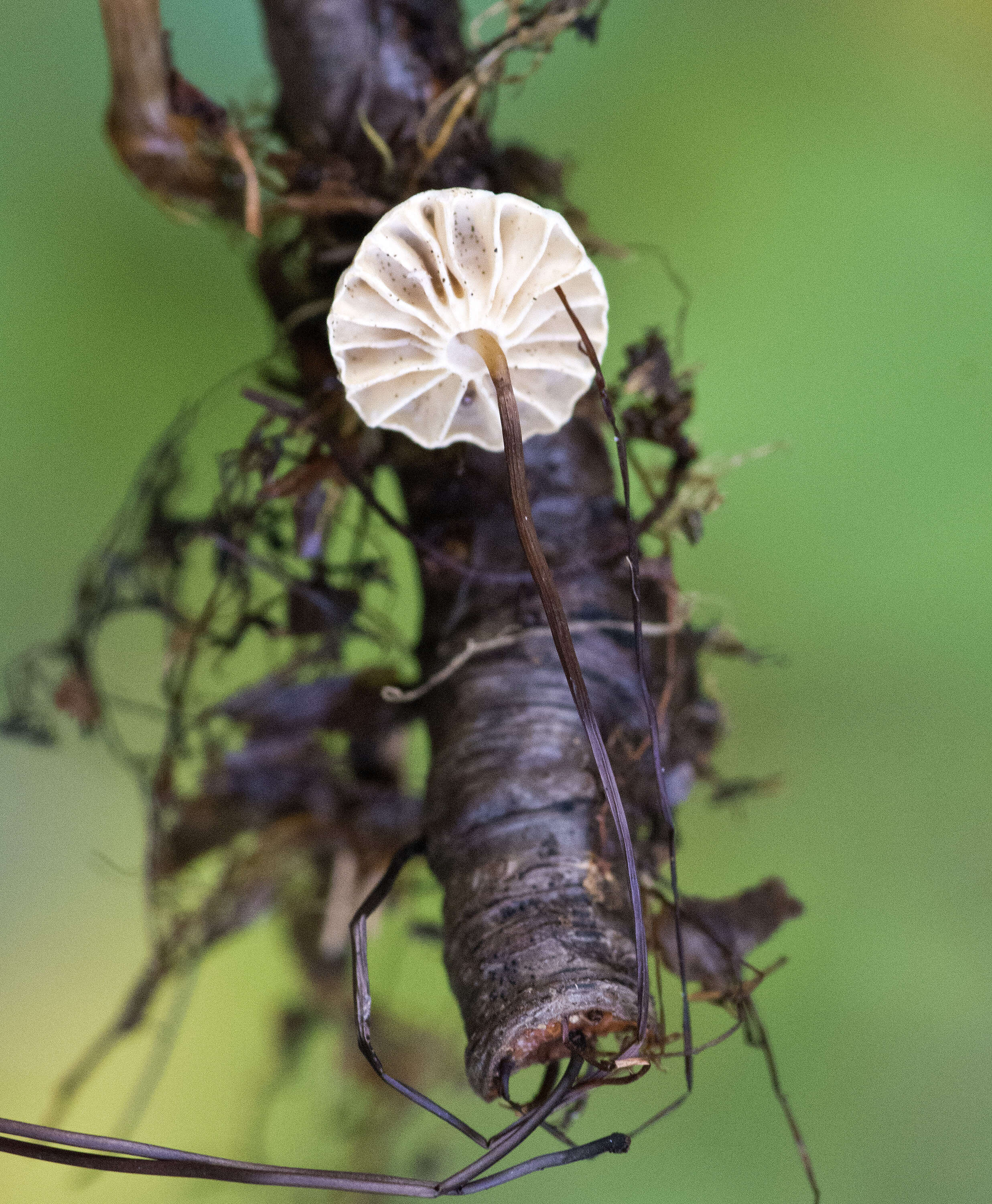 Image of Marasmius rotula (Scop.) Fr. 1838