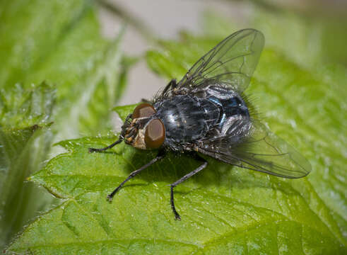 Image of Blue blowfly