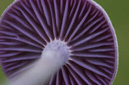 Image of Laccaria amethystina Cooke 1884