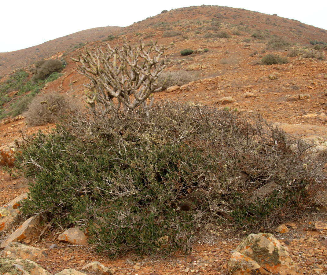 Image of Olea europaea subsp. guanchica P. Vargas, J. Hess, Muñoz Garm. & Kadereit