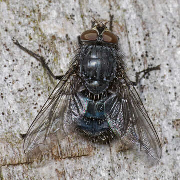 Image of Blue blowfly