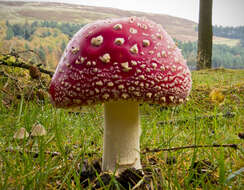 Image of Fly agaric