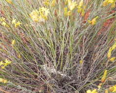 Plancia ëd Gnidia polycephala (C. A. Mey.) Gilg ex Engl.