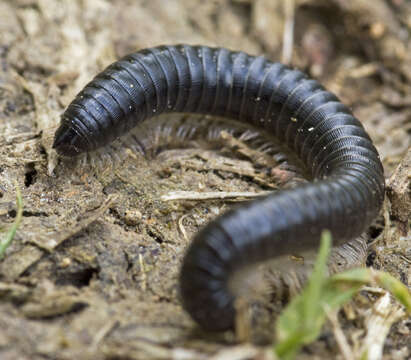 Image of Tachypodoiulus