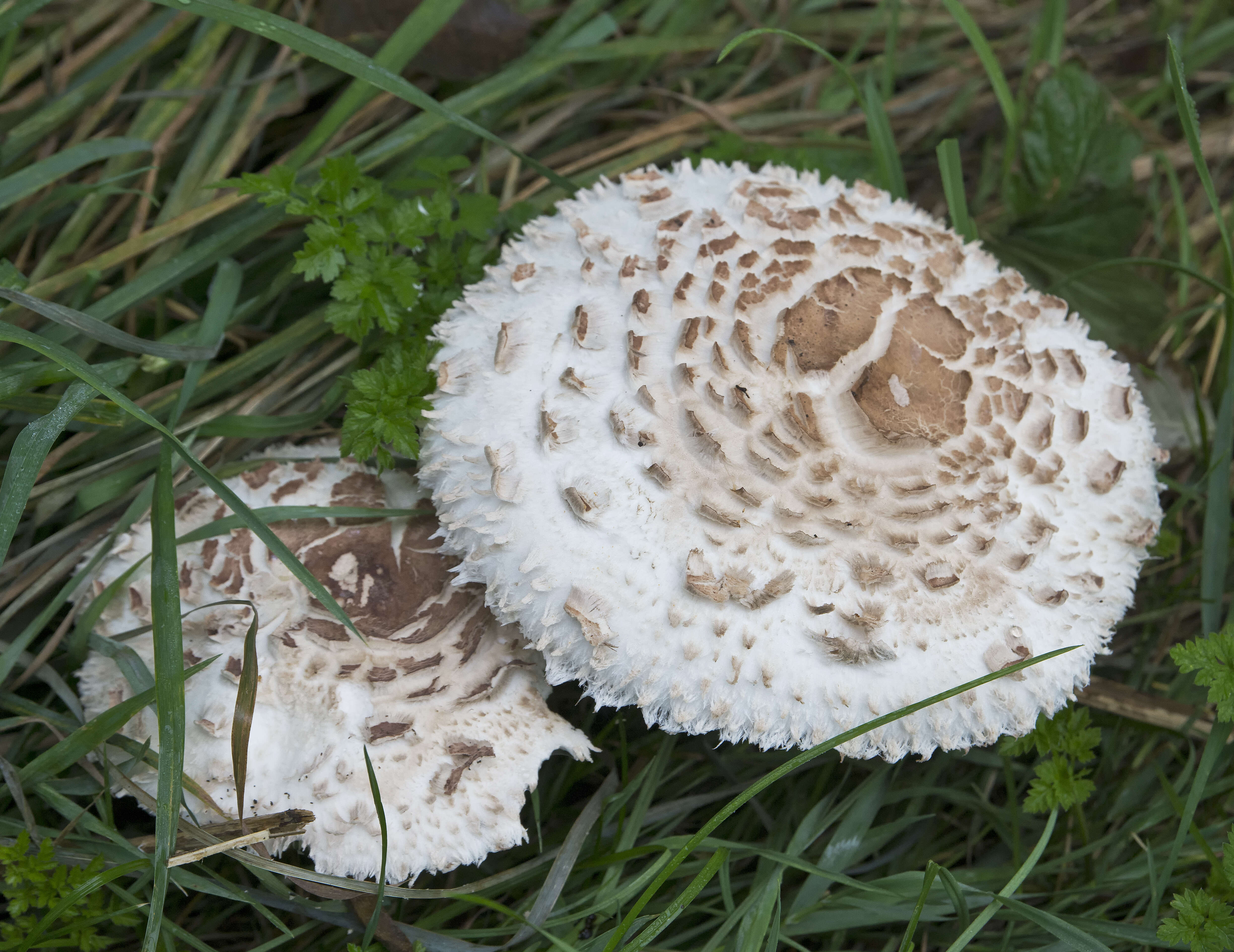 Plancia ëd Chlorophyllum rhacodes