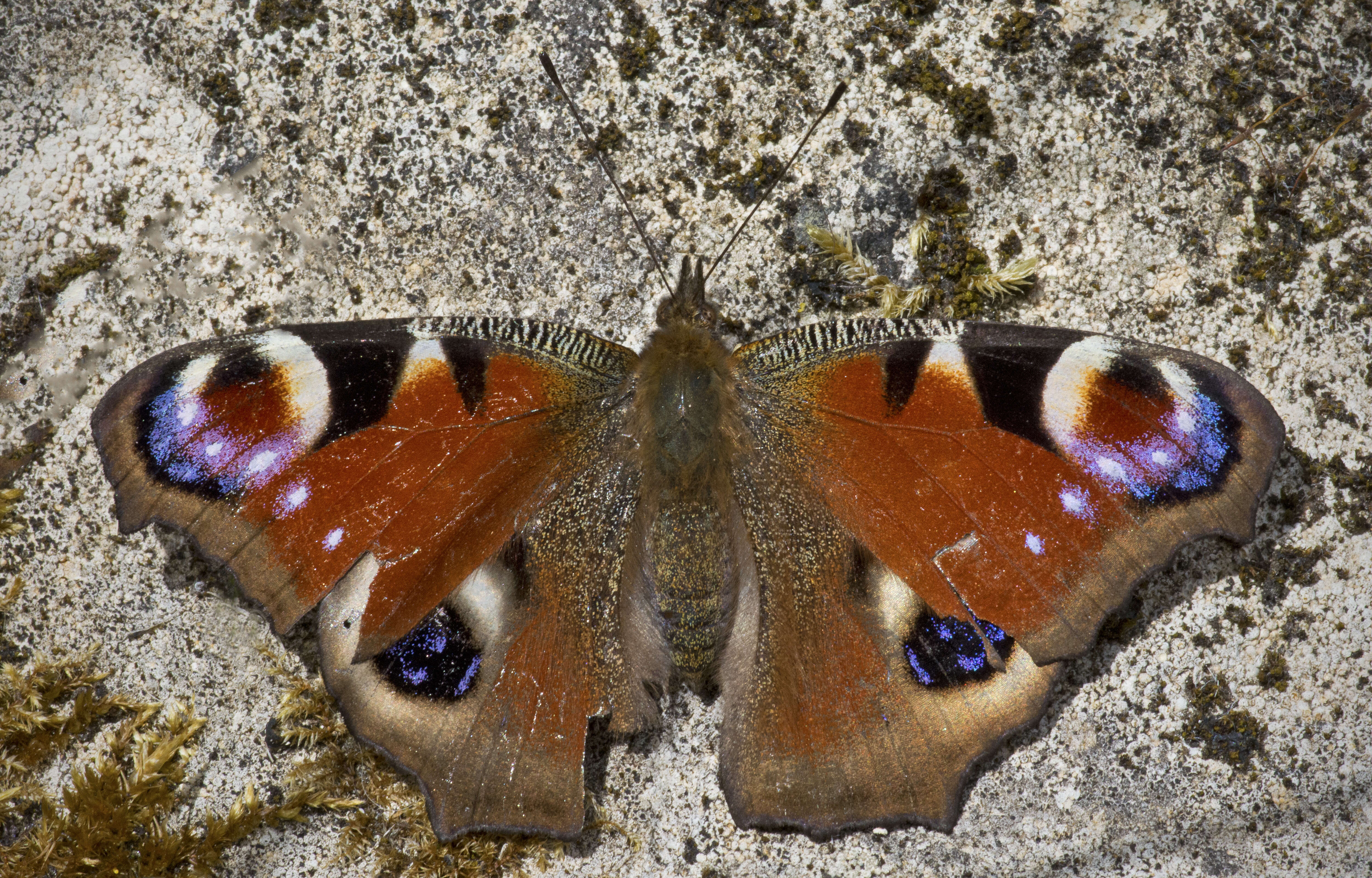 Image of Aglais io