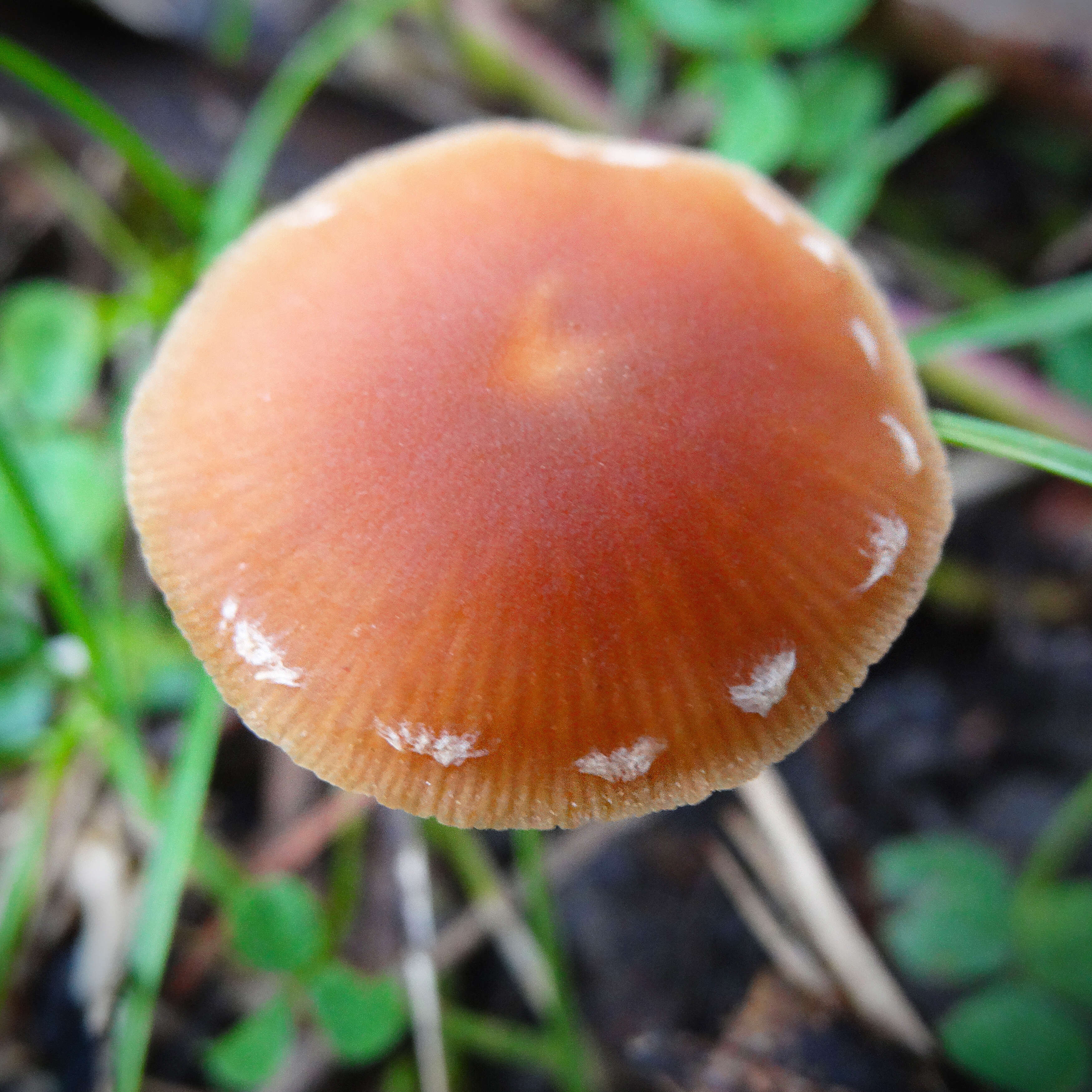 Image of Leratiomyces ceres (Cooke & Massee) Spooner & Bridge 2008