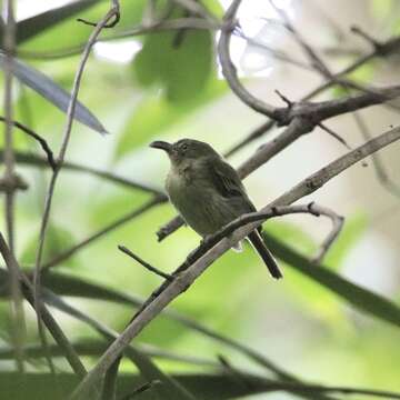 Image of Southern Bentbill