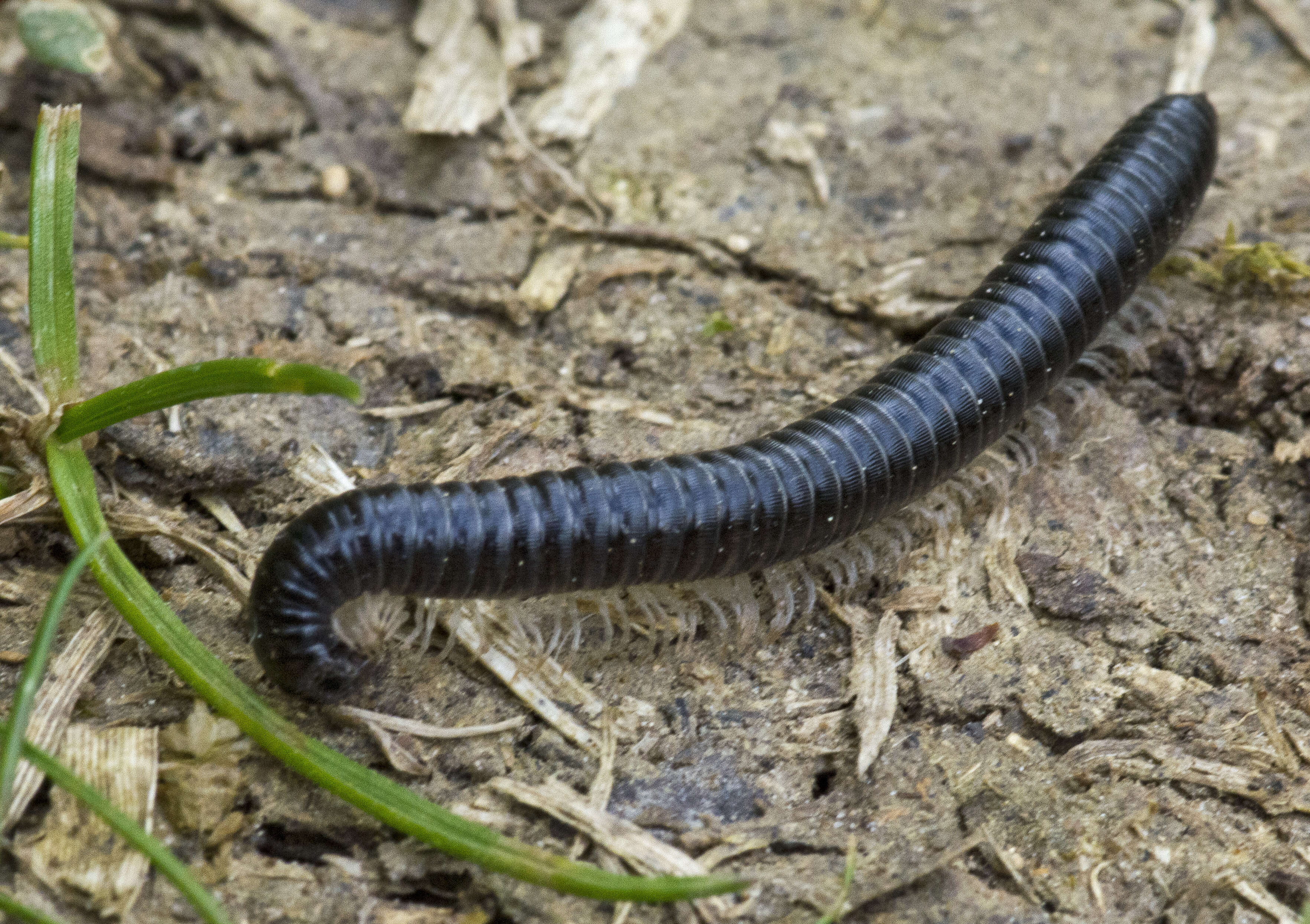 Image of Tachypodoiulus