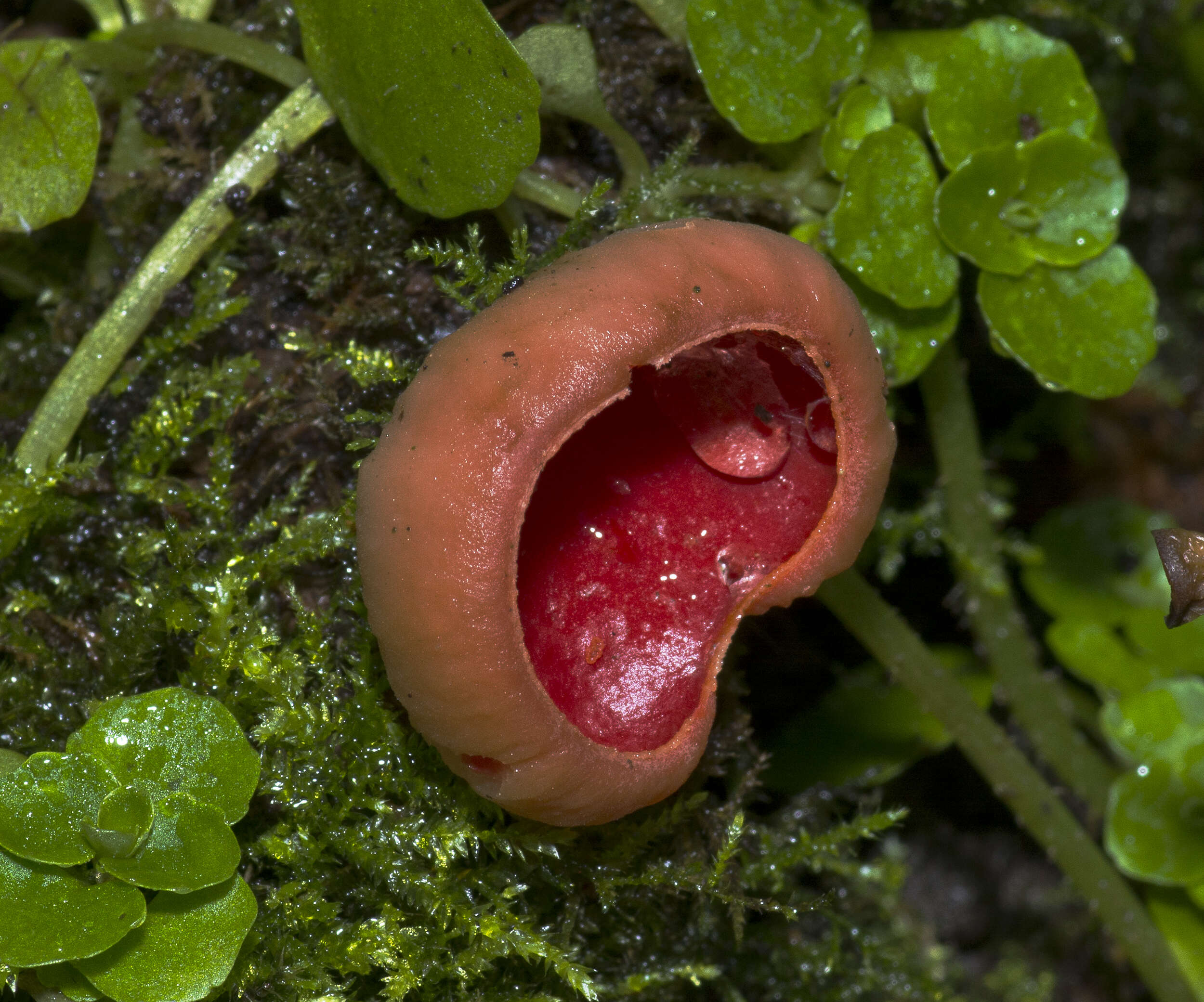 Image of scarlet cup