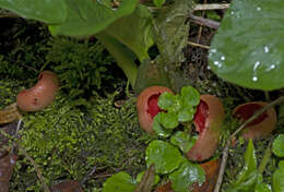 Image of scarlet cup