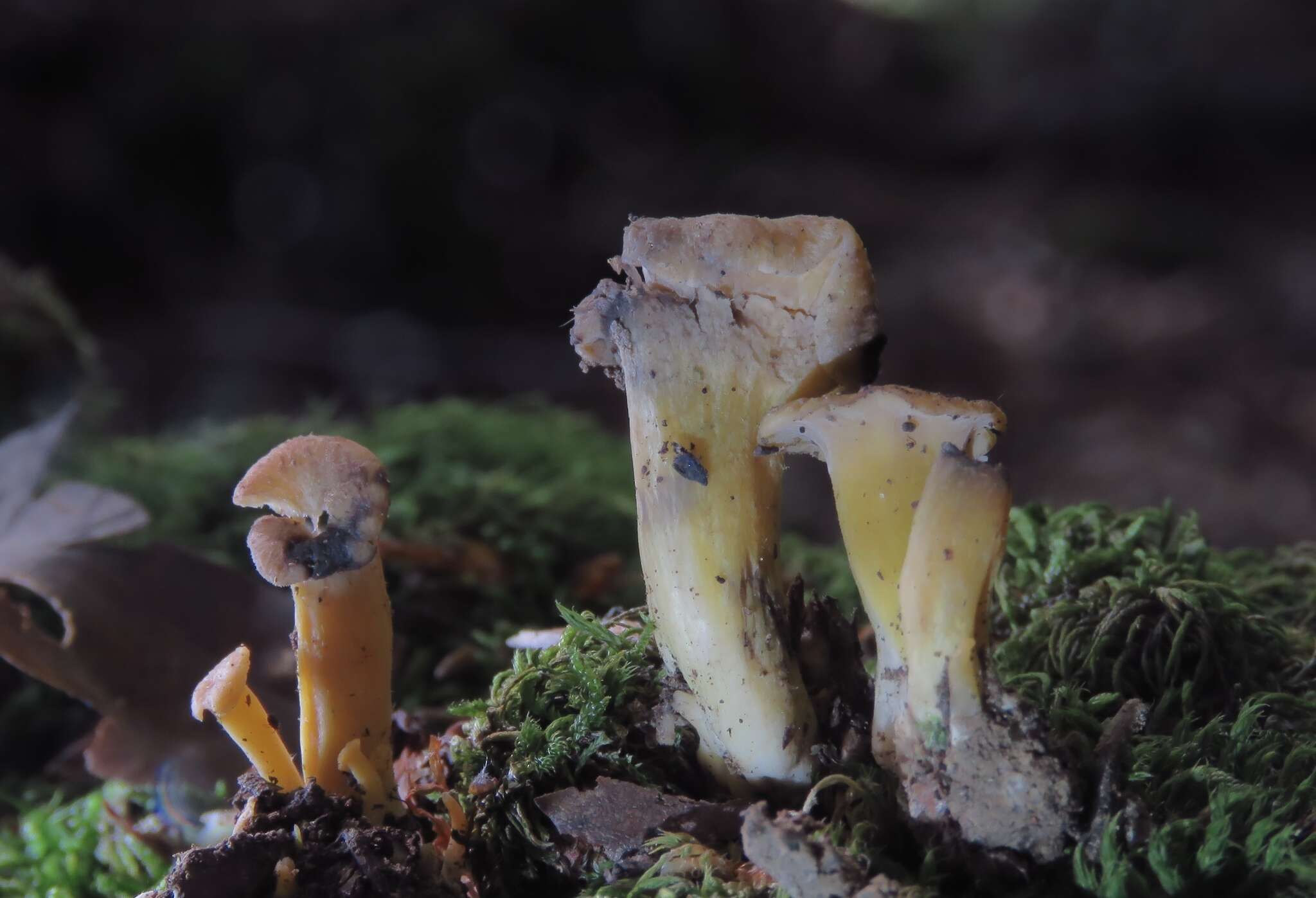 Image of Cantharellus melanoxeros Desm. 1830