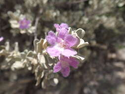 Imagem de Leucophyllum frutescens (Berl.) I. M. Johnston