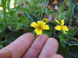 Image of canary violet