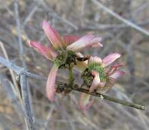 Image of Tetrapterys mexicana Hook. & Arn.