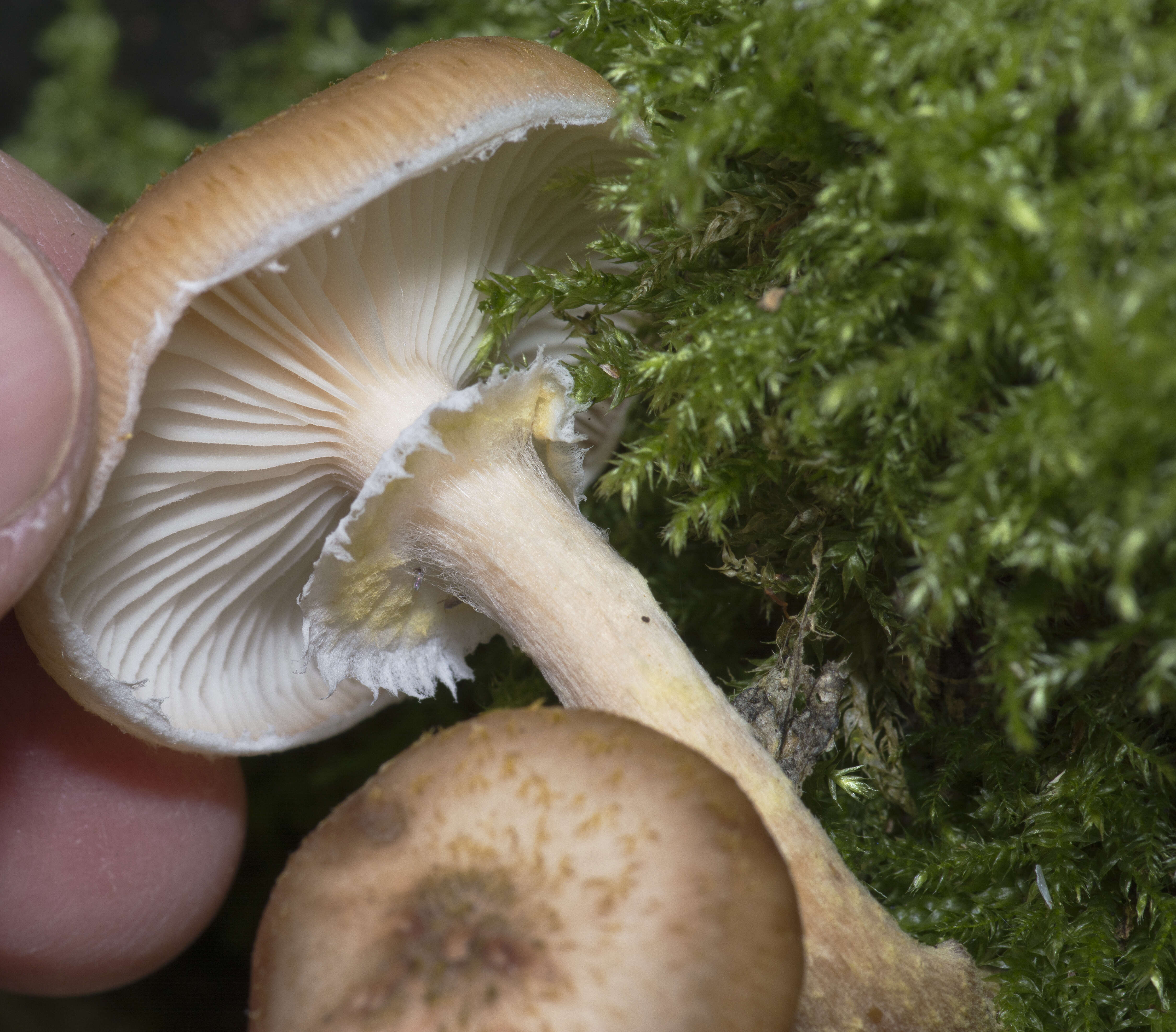 Image of Honey Fungus