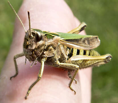 Image of Common green grasshopper