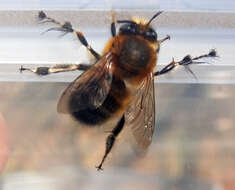 Image of Common carder bumblebee