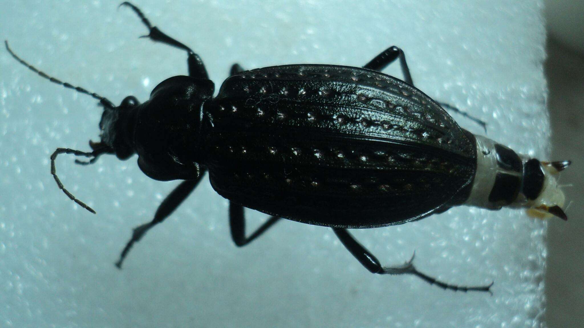 Imagem de Carabus (Limnocarabus) clatratus Linnaeus 1760