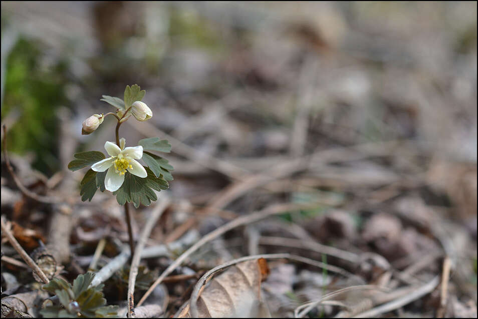 Image of Isopyrum manshuricum (Komarov) Komarov ex W. T. Wang & Hsiao