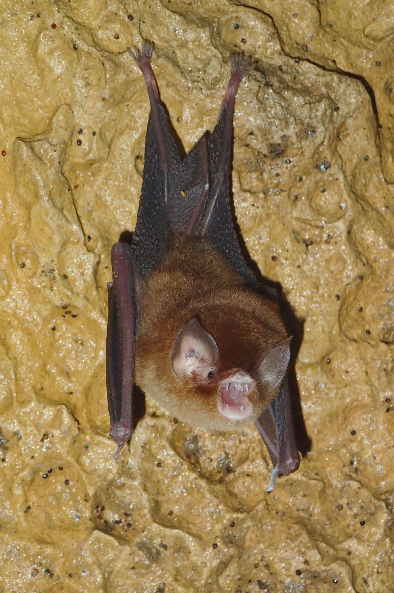 Image of Trinidadian funnel-eared bat