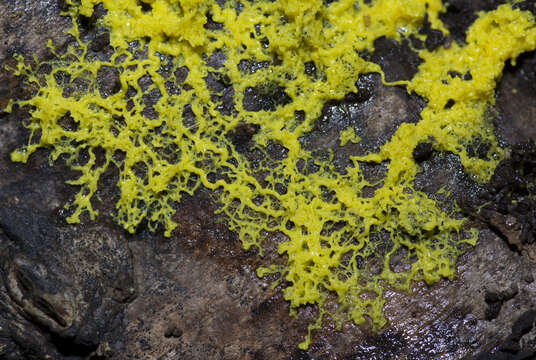 Image of Dog vomit slime mold