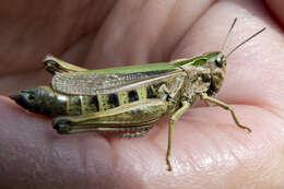 Image of Common green grasshopper