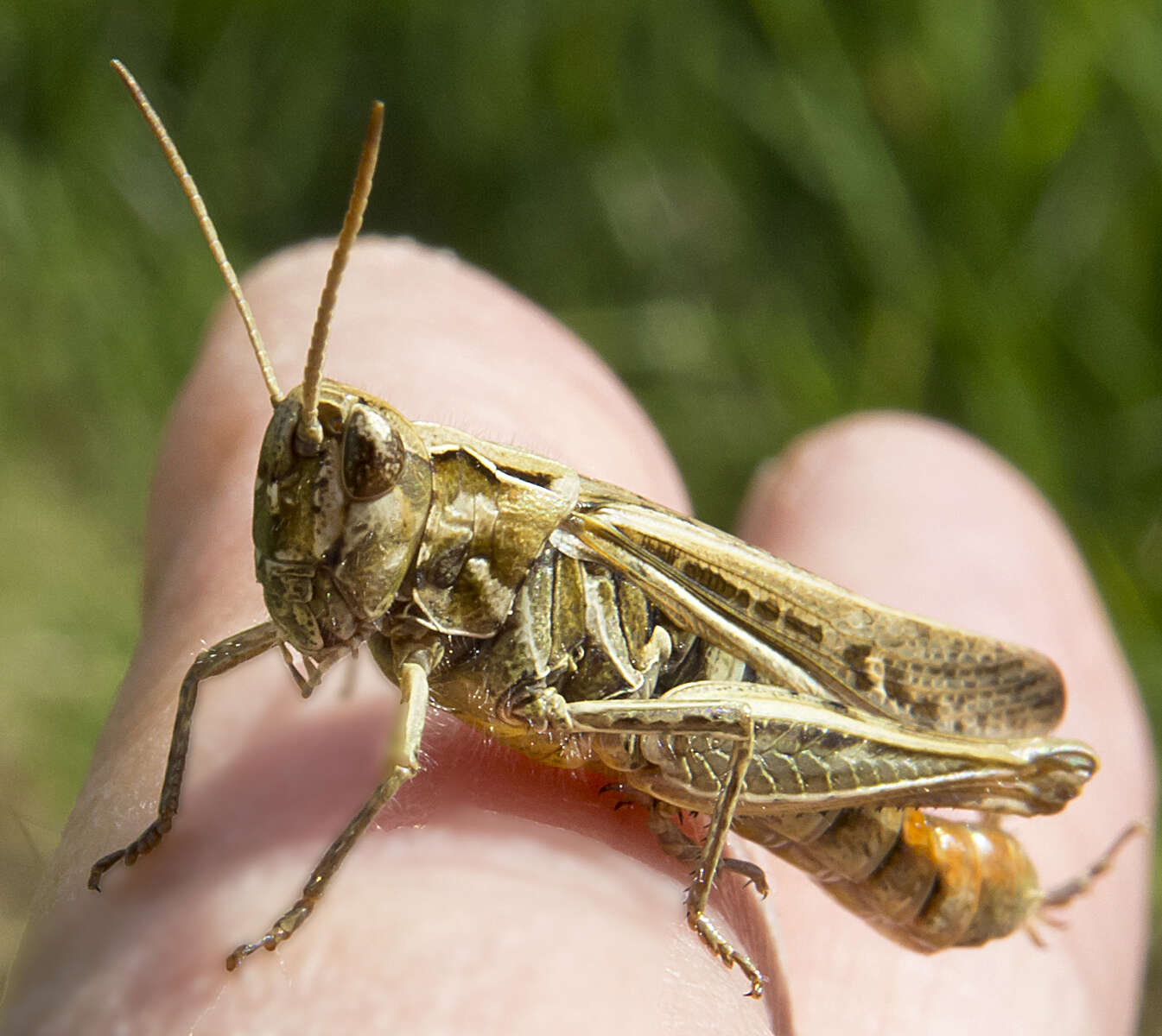 Image of Common Field Grasshopper