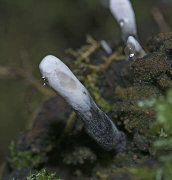 Image of Candle-snuff Fungus