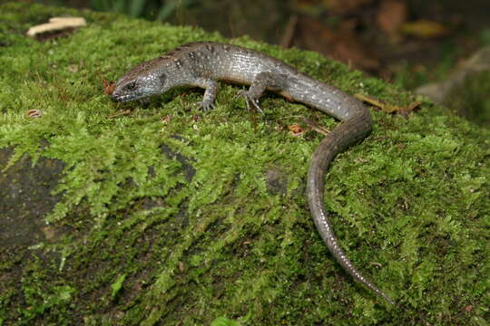 Слика од Tropidophorus berdmorei (Blyth 1853)