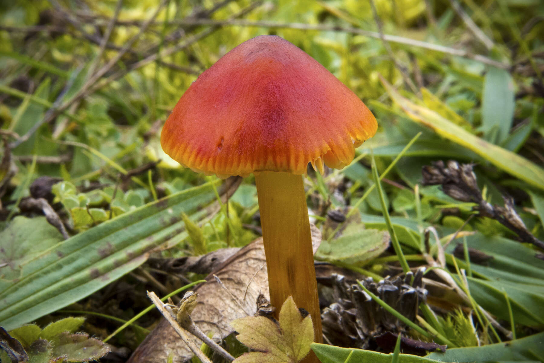 Image de Hygrophore conique