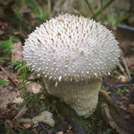 Imagem de Lycoperdon perlatum Pers. 1796