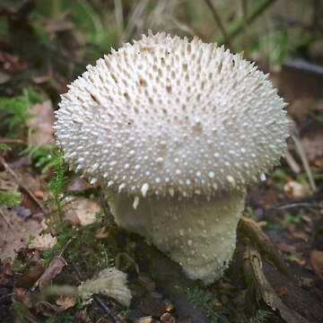 Imagem de Lycoperdon perlatum Pers. 1796