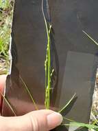 صورة Panicum hallii Vasey