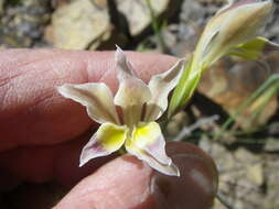 Plancia ëd Gladiolus scullyi Baker