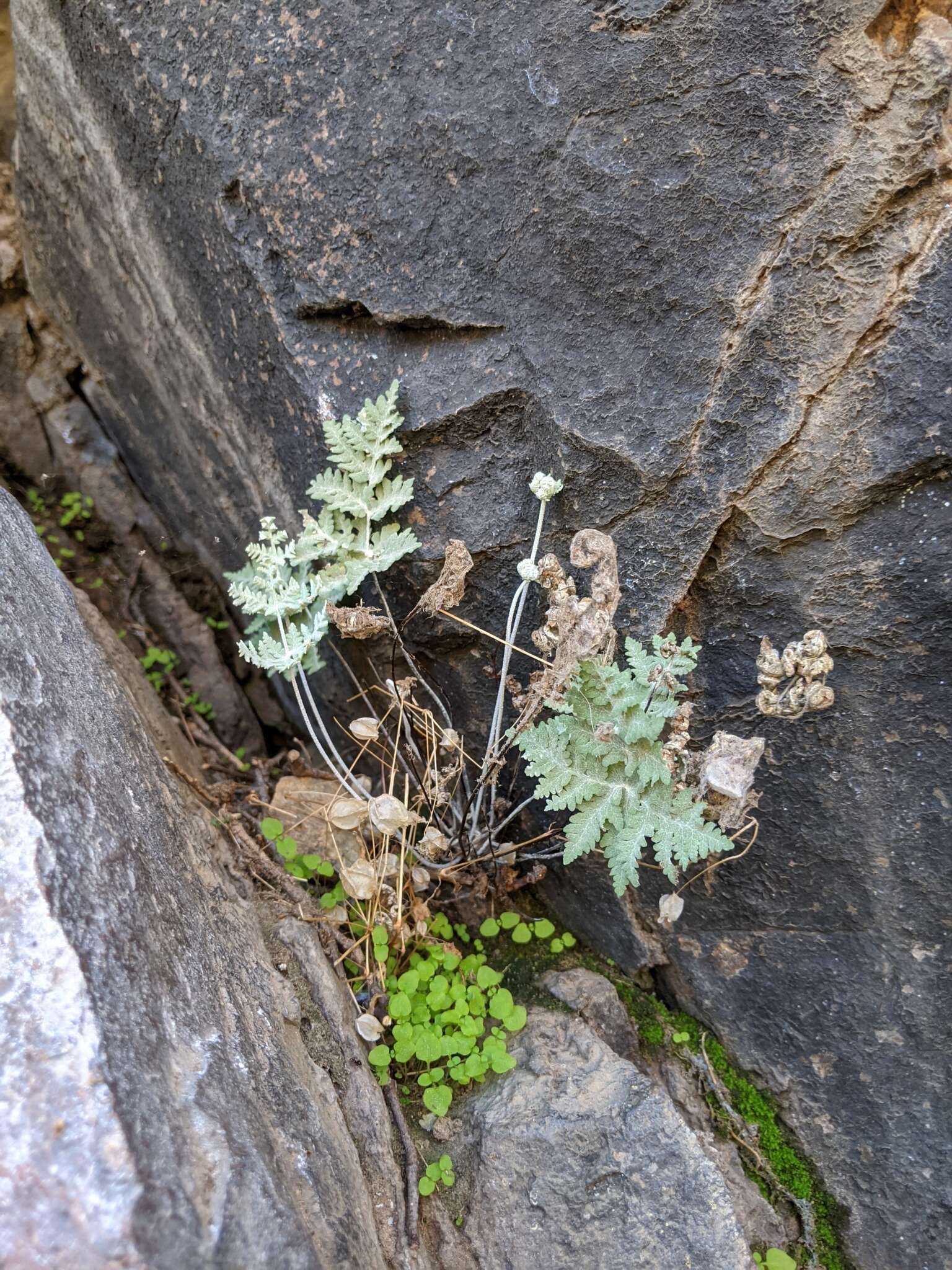 Sivun Pentagramma pallida (Weath.) Yatskievych, Windham & Wollenweber kuva