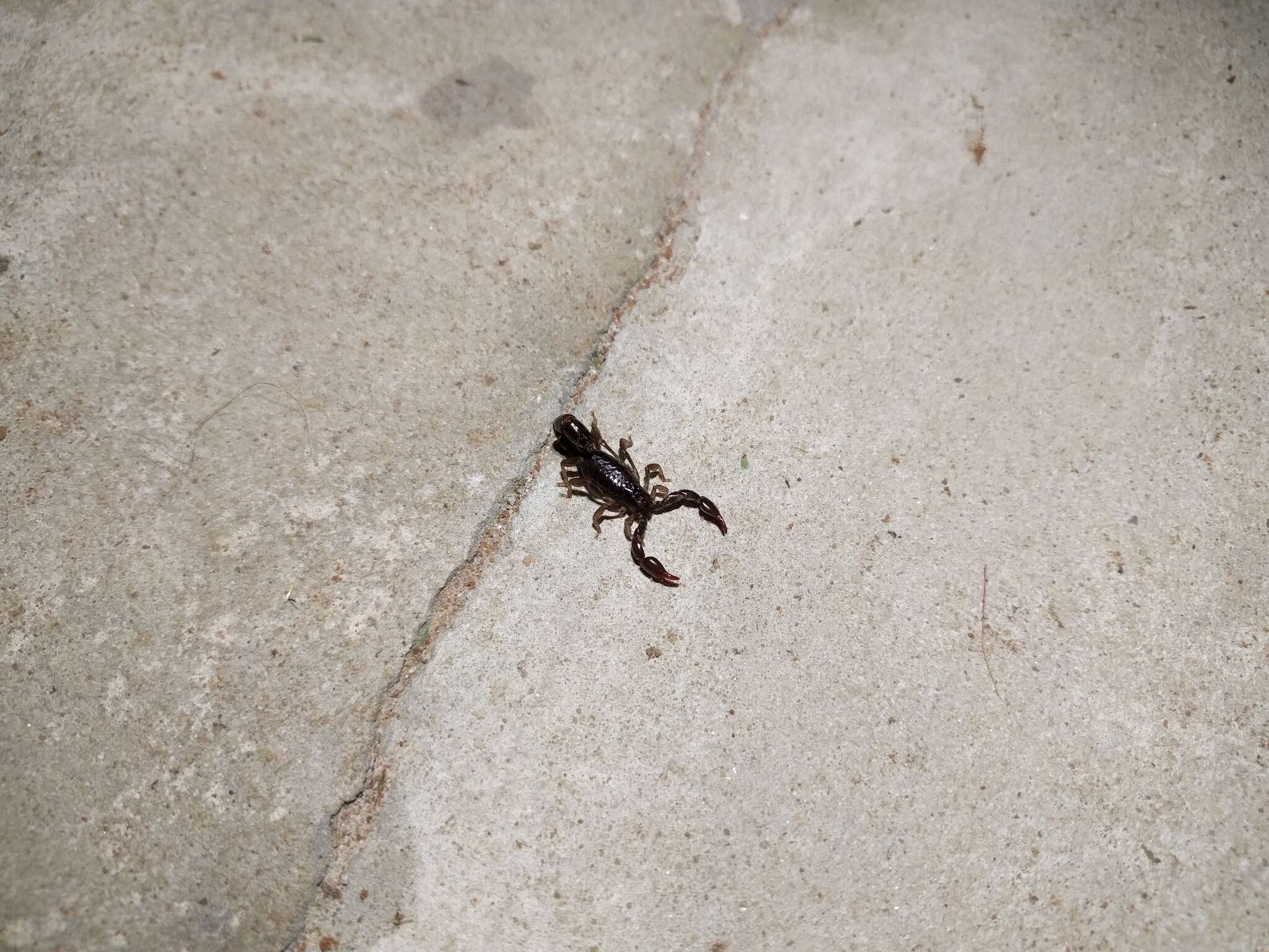 Image of Bothriurus jesuita Ojanguren Affilastro 2003